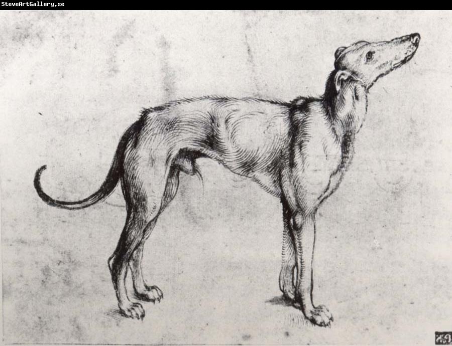 Albrecht Durer A Grayhound